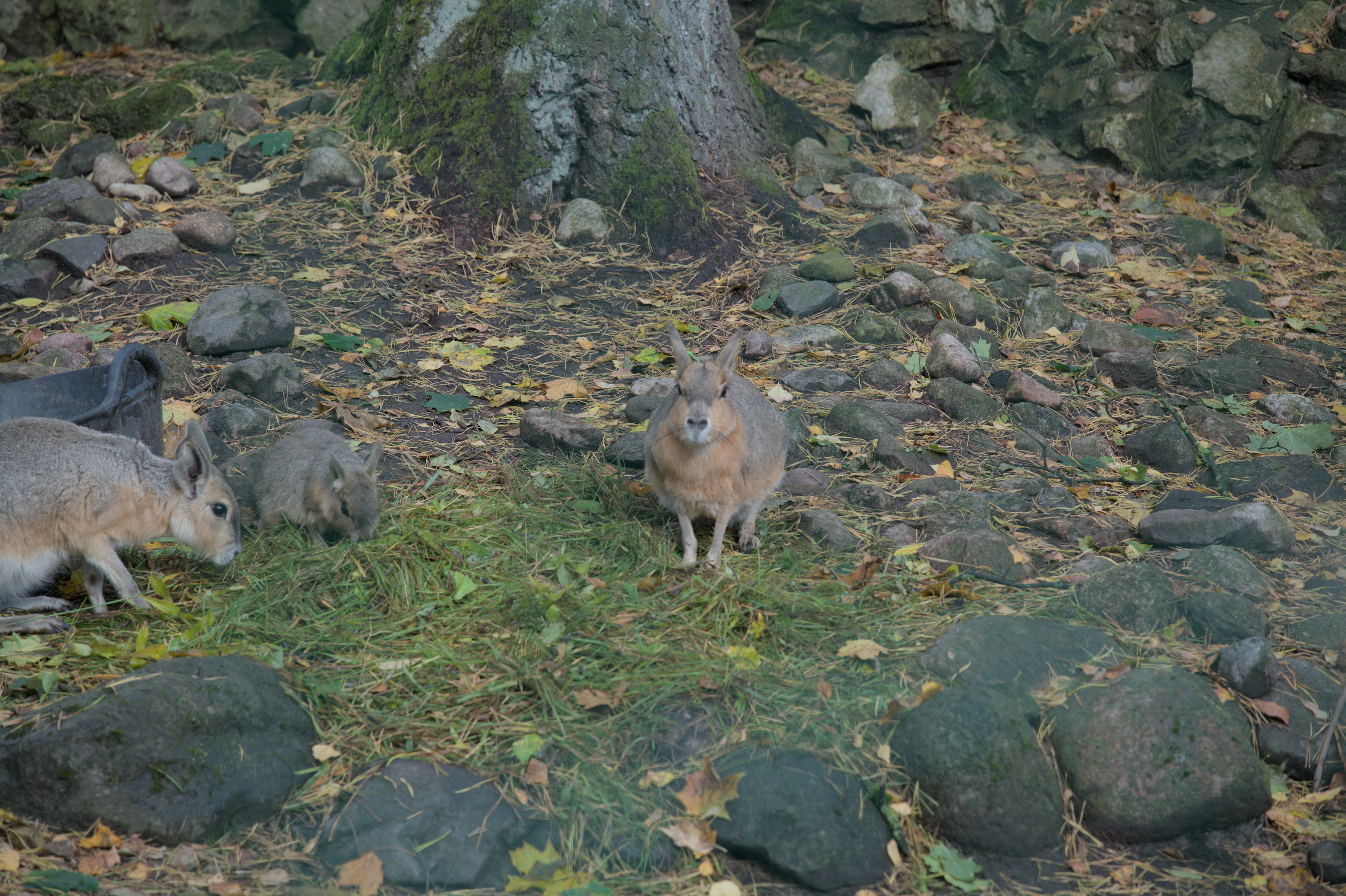 2025/10/12 - zoo/DSC_0008.jpg